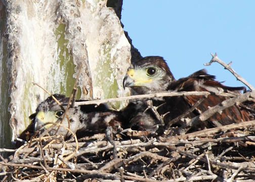 Harris's hawk 5